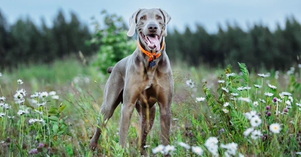 Weimaraner contro Alano