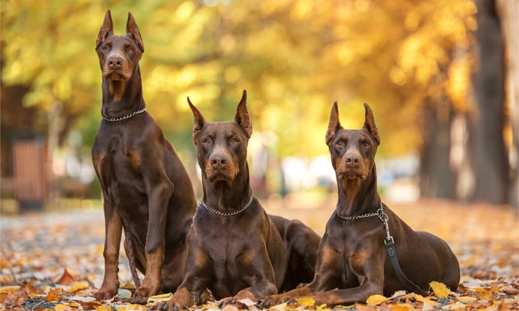 3 doberman in un parco