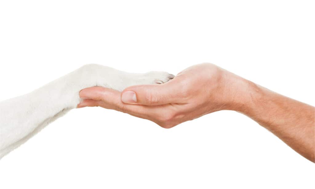 Zampa del cane sulla mano del proprietario su uno sfondo bianco