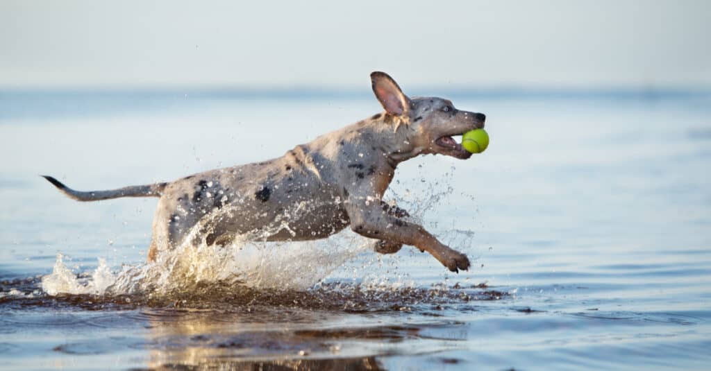 Catahoula leopardo che gioca a palla nell'acqua