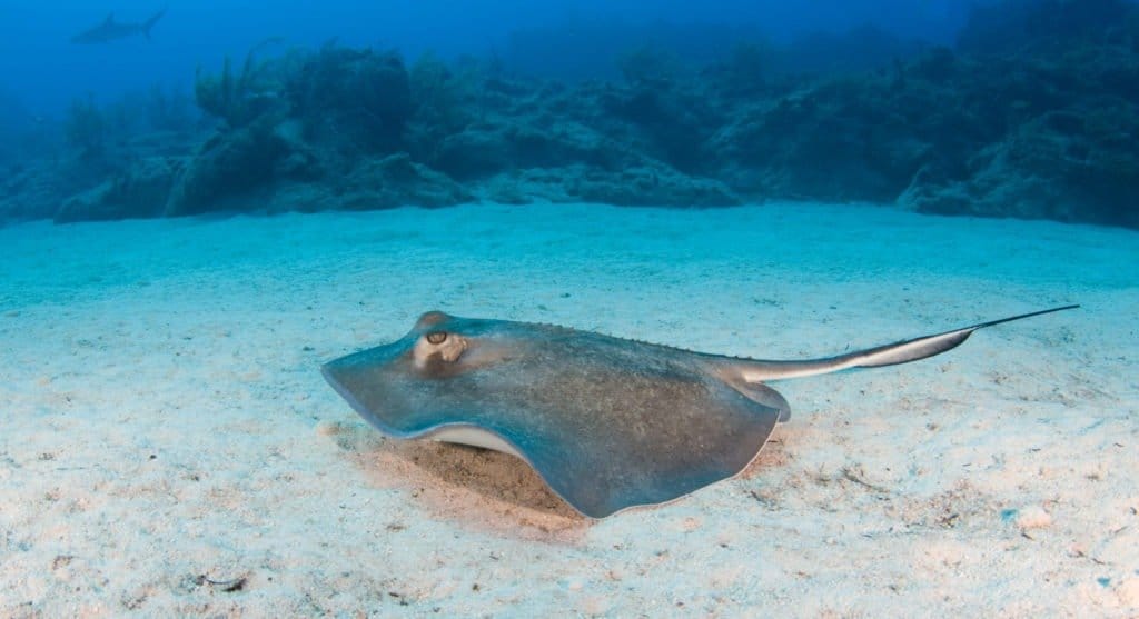 Pesce Skate sul fondo dell'oceano