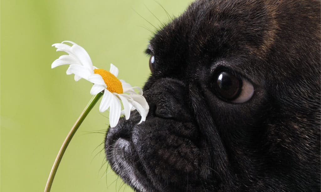 Un carlino nero che odora una margherita