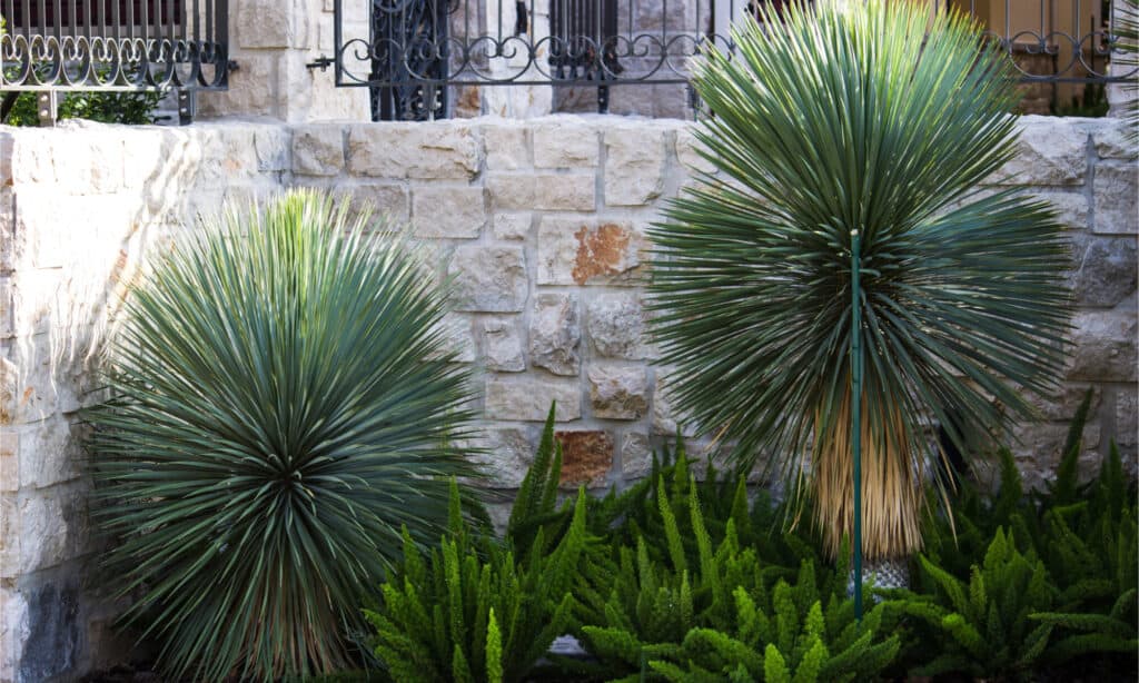 Yucca rostrata chiamata anche yucca dal becco