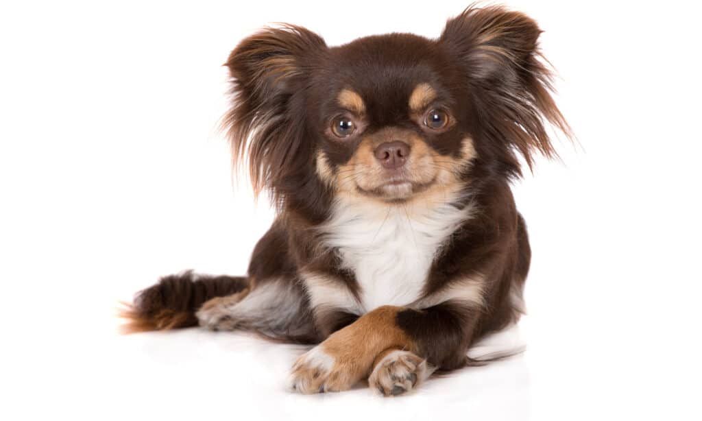 Un chihuahua dai capelli lunghi su uno sfondo bianco