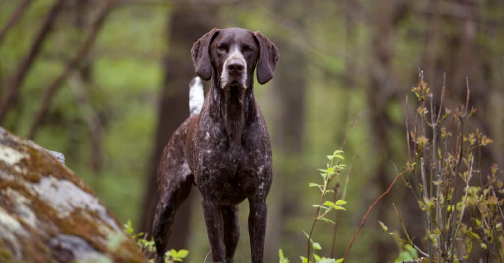 Pointer inglese vs Pointer tedesco a pelo corto