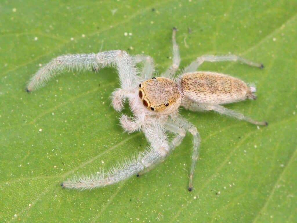 Ragno saltatore dalla mascella bianca
