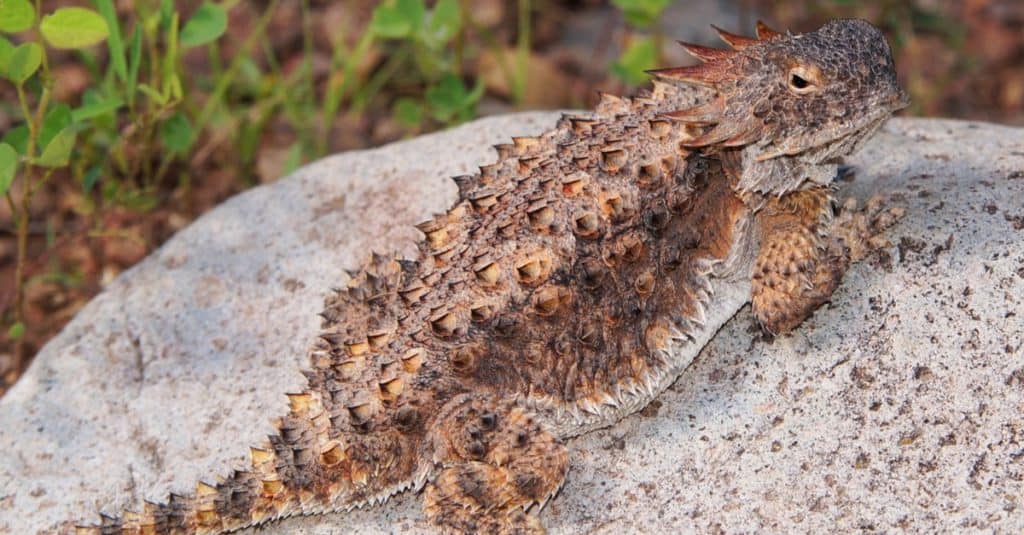 Lucertola cornuta regale, Phyrnosoma solare, che mostra le sue imponenti corna