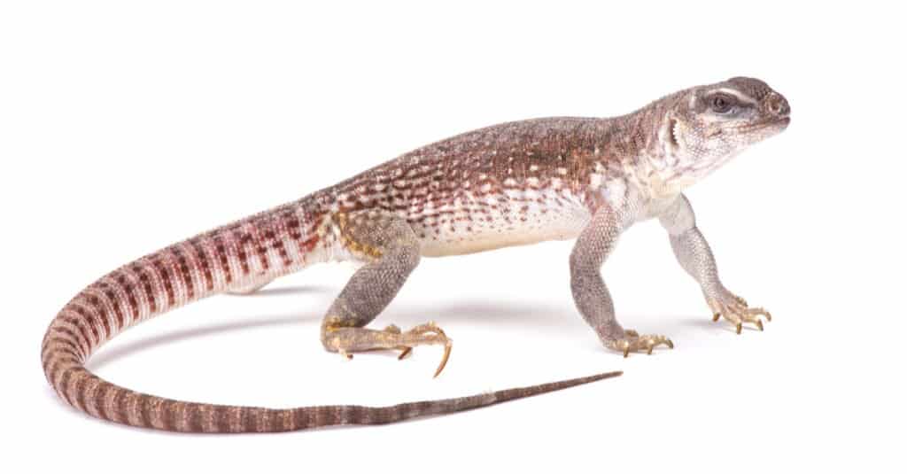deserto-iguana-su-sfondo-bianco