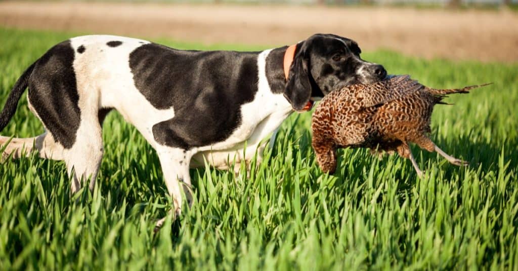 Pointer inglese vs Pointer tedesco a pelo corto