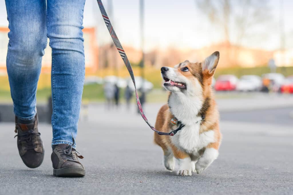 Corgi gallese al guinzaglio