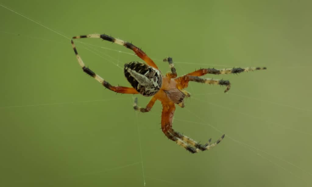 Tessitore di sfere maculato dal femore rosso