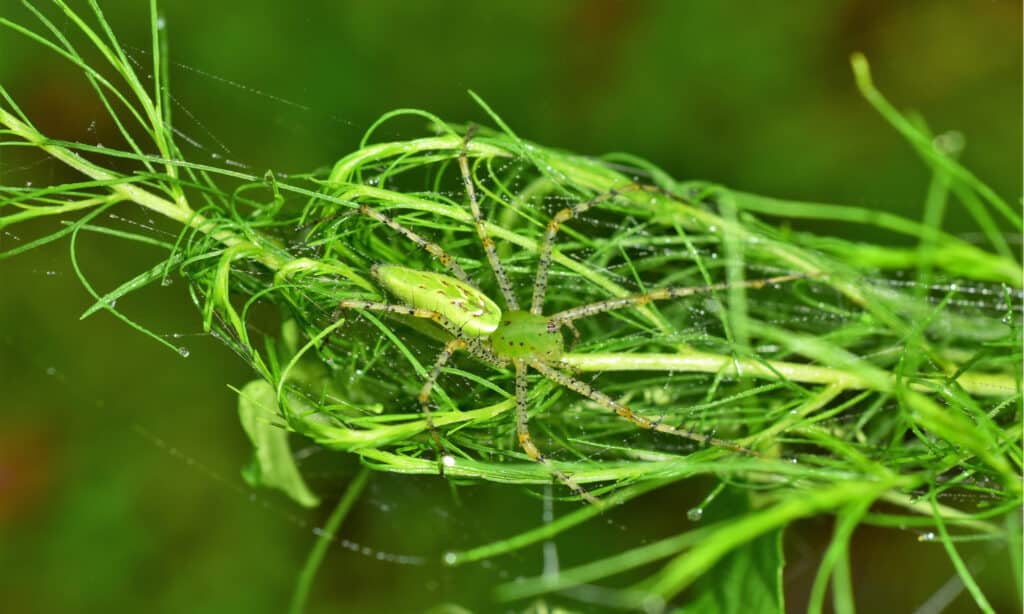 Ragno Lince Verde