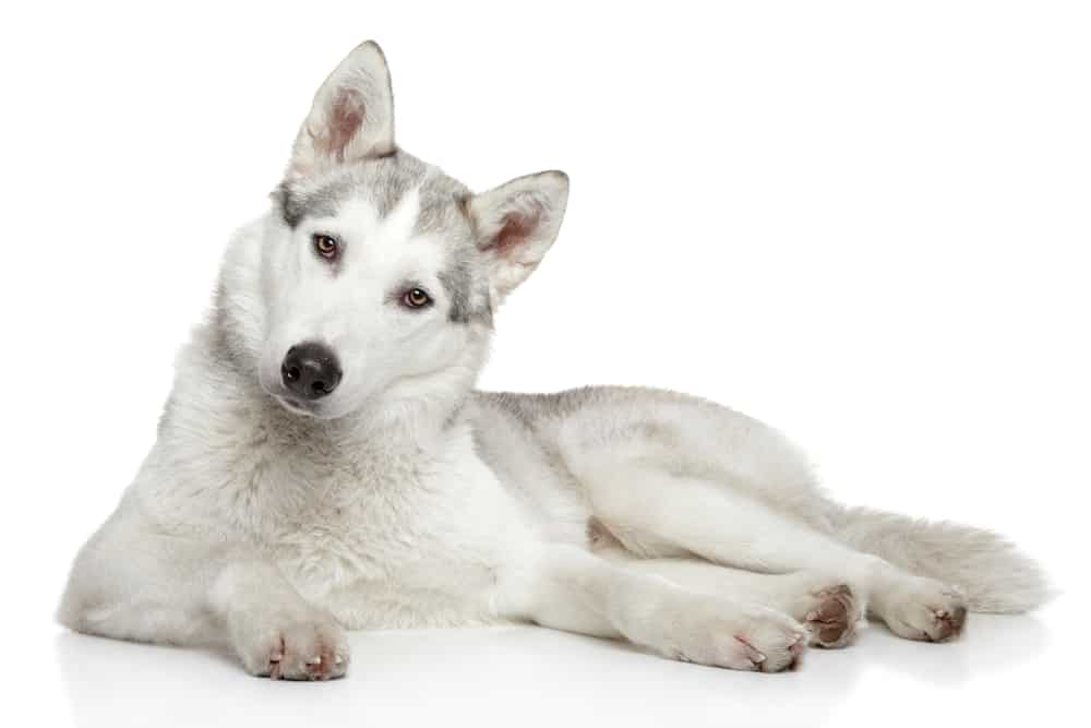 Husky siberiano su sfondo bianco