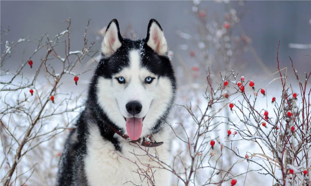 Akita vs Husky siberiano