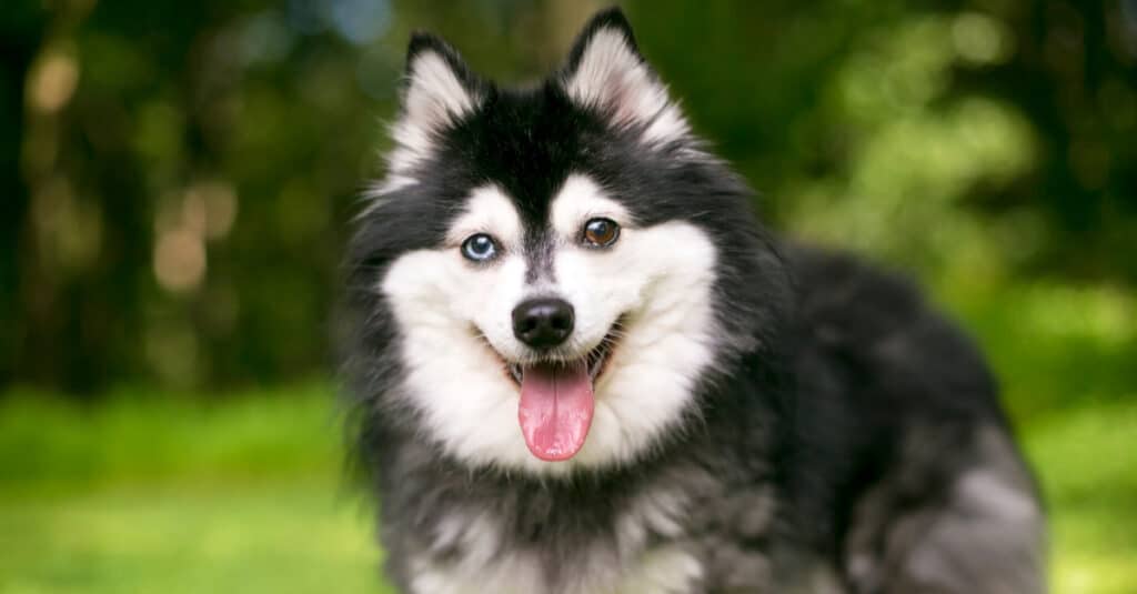 primo piano di un Alaskan Klee Kai