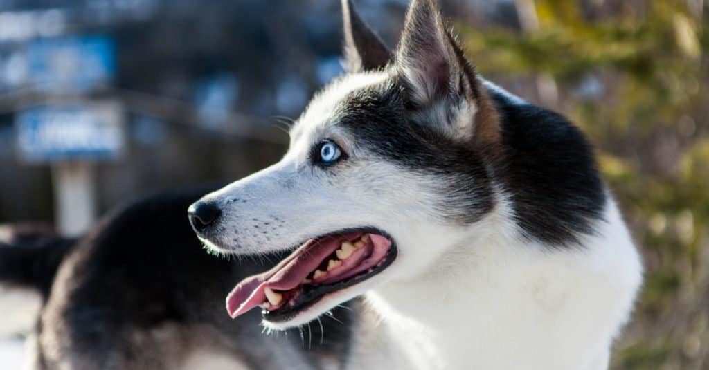Cane husky dell'Alaska che si gode l'inverno sulla cima di una montagna.