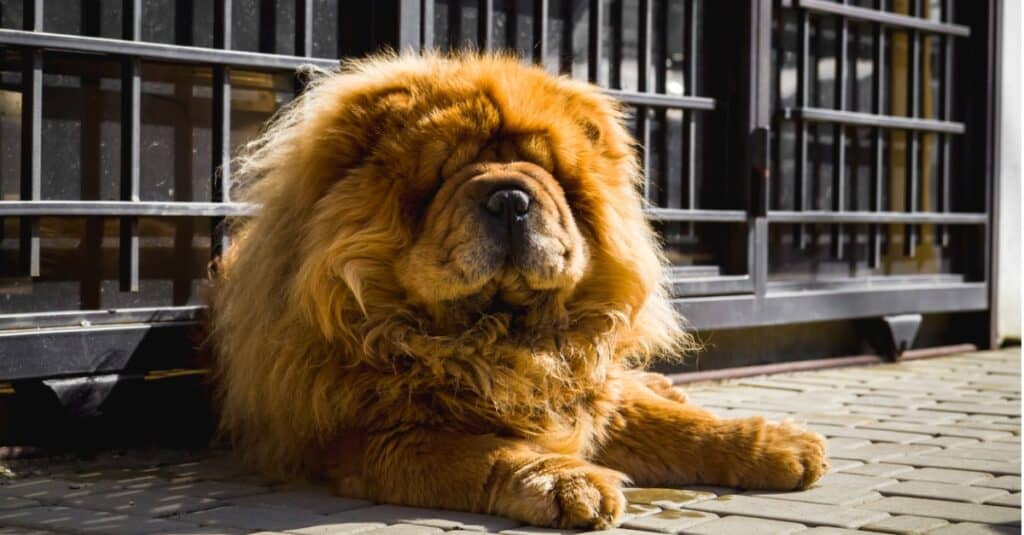 Chow Chow sdraiato davanti al cancello