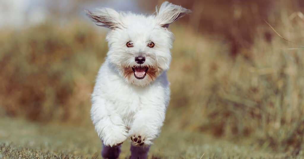 Coton De Tulear contro Havanese
