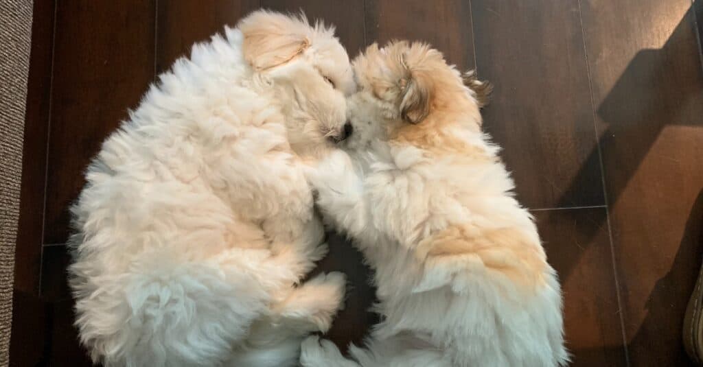 Coton De Tulear contro Havanese