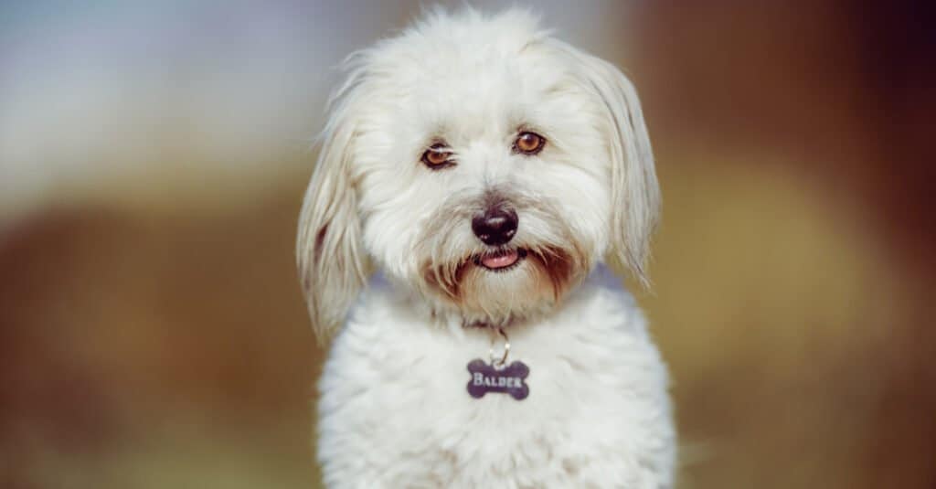 Coton De Tulear contro Havanese