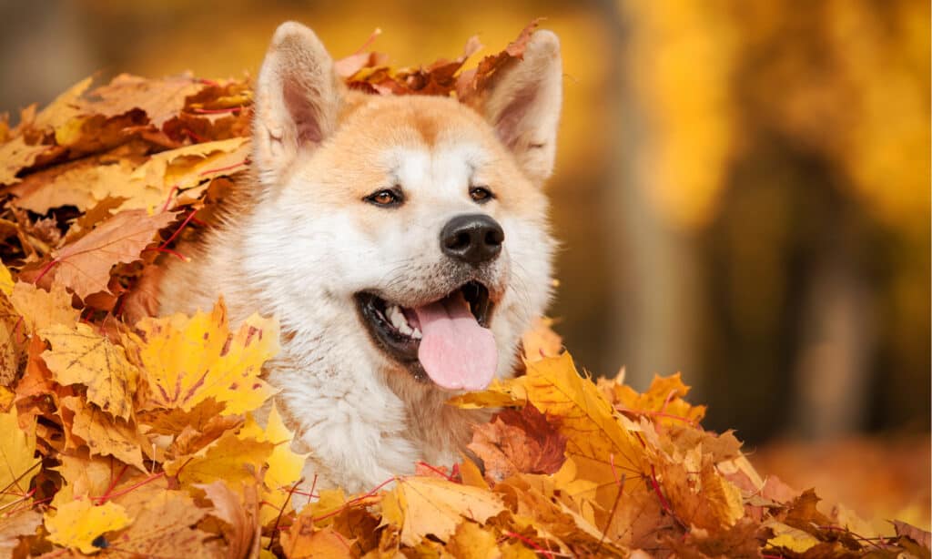Akita vs Husky siberiano