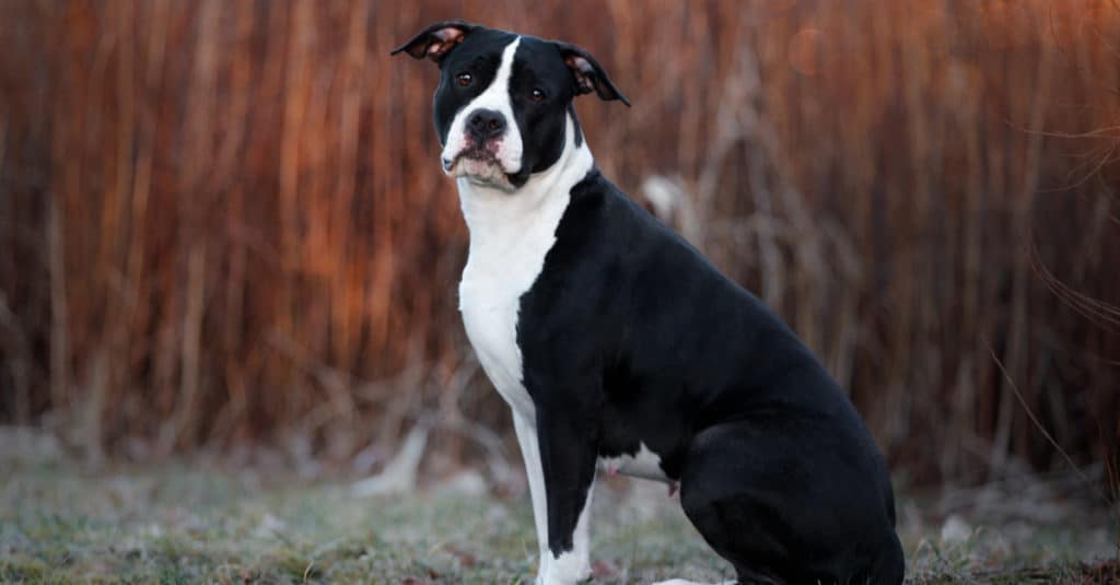 Black American Staffordshire Terrier seduto nel parco