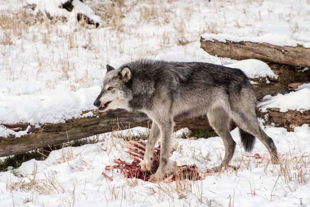 Lupo della tundra