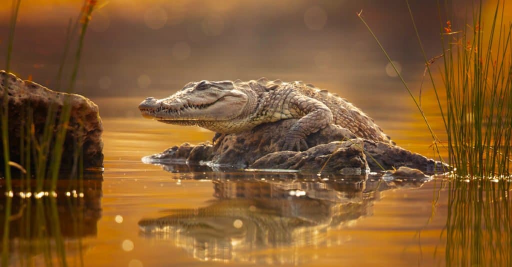 Apice predatore: coccodrillo