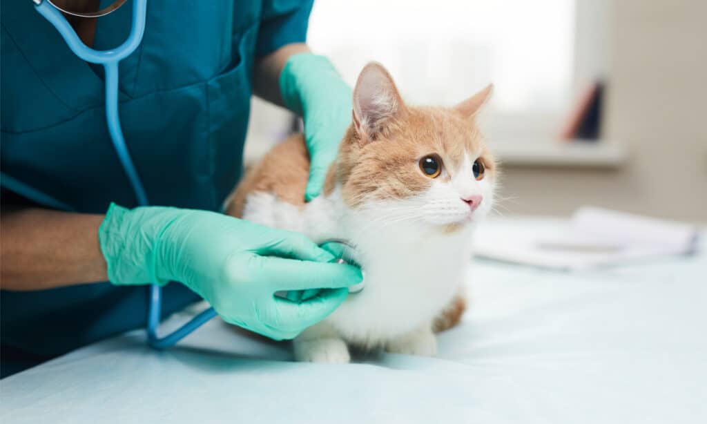 Un veterinario che esamina un gatto arancione e bianco