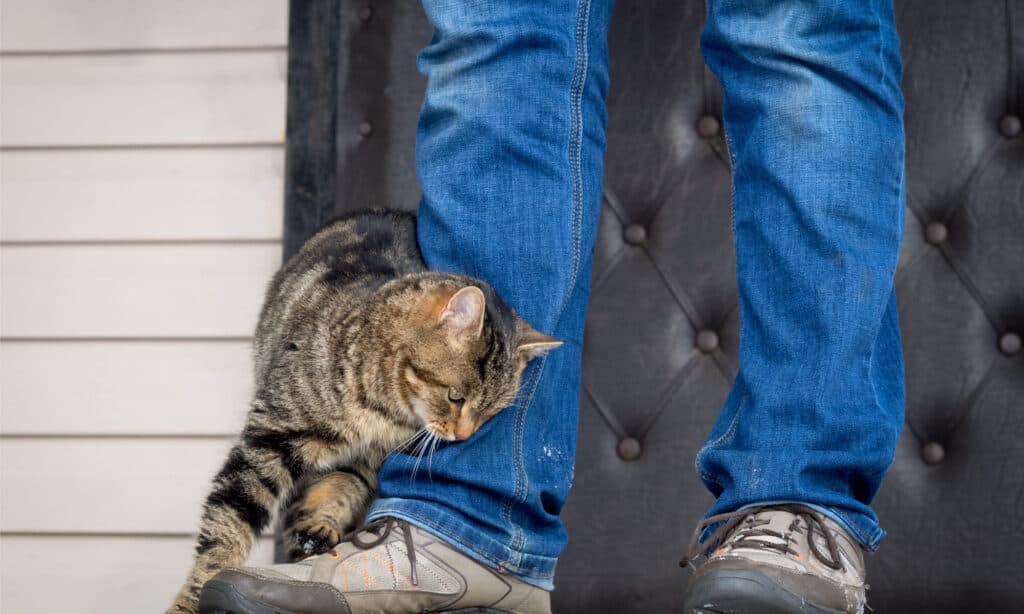 Un gatto che si strofina contro una gamba vestita di jeans blu