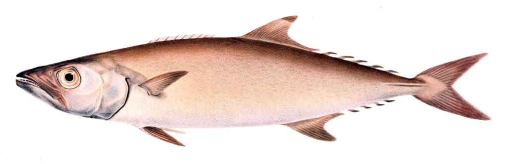 pesce della scuola