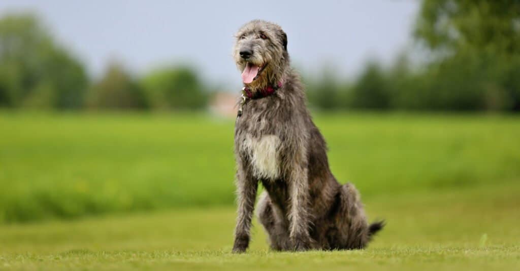 Wolfhound irlandese seduto al sole