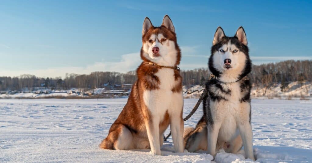 Pomskij contro Husky