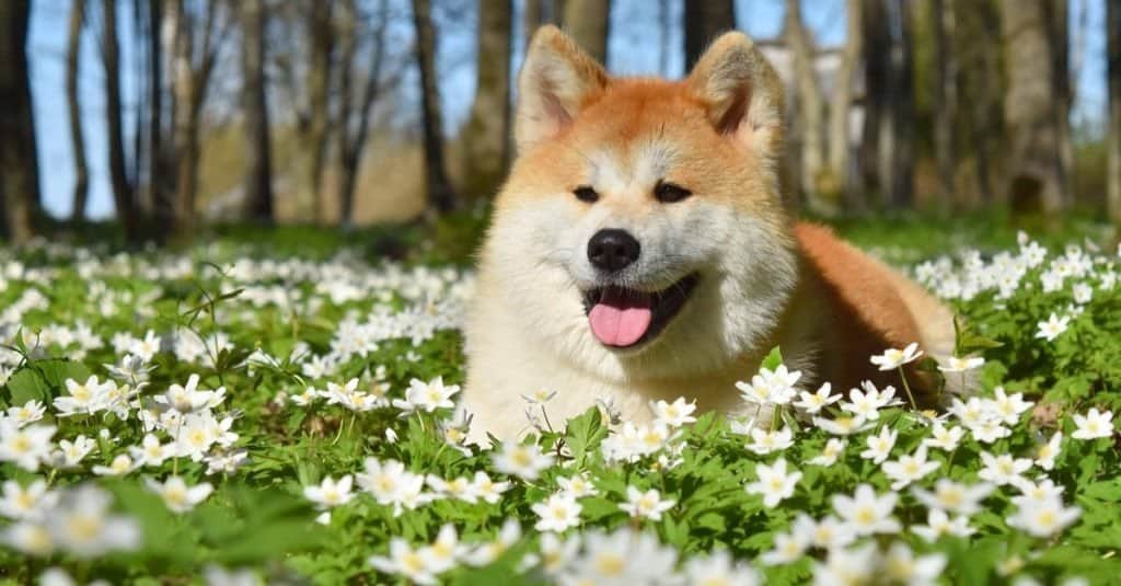Akita Inu si gode la primavera