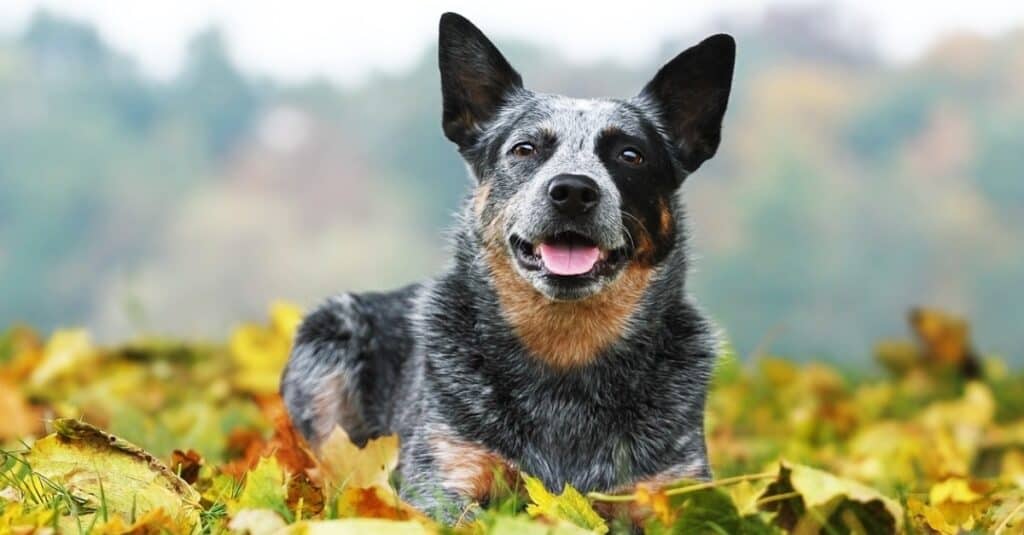 Australian Cattle Dog vs Blue Heeler