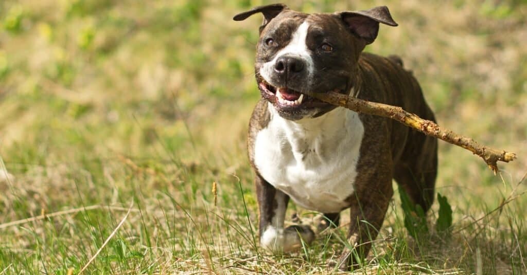 Staffordshire terrier americano che corre con il bastone in bocca