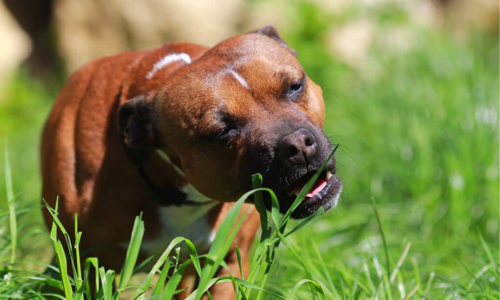 perchè i cani mangiano l'erba