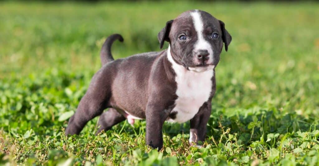 Staffordshire Bull Terrier contro American Staffordshire Terrier
