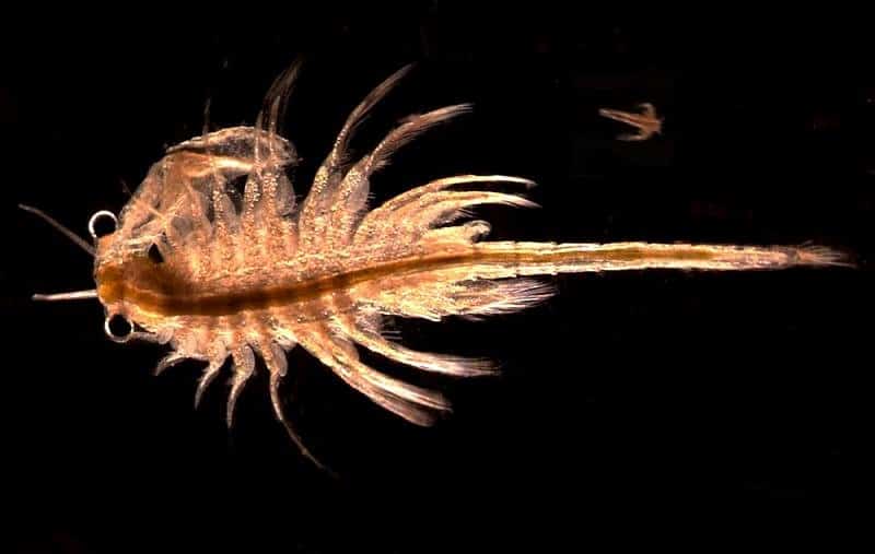 Cosa mangiano le scimmie di mare - artemia salina in acqua