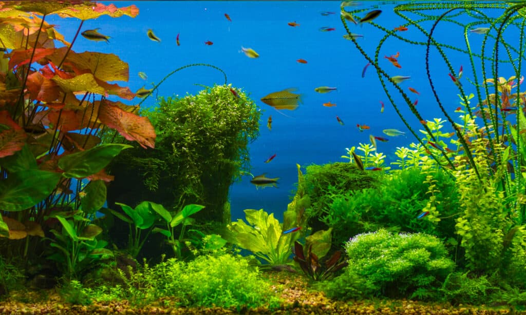 fertilizzanti per piante acquatiche