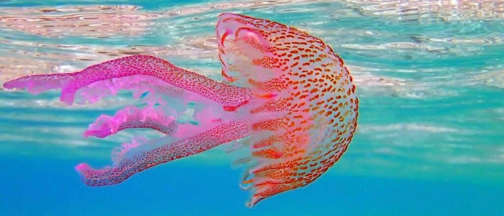 Cosa mangiano le meduse e come lo fanno?