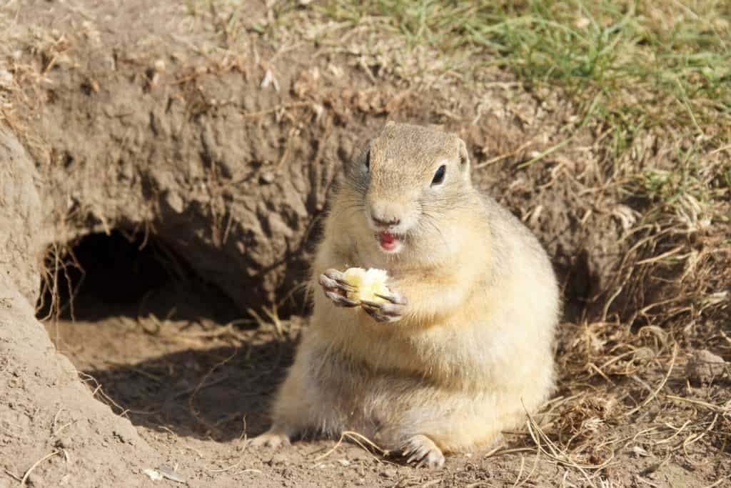 Gopher è uscito dal buco sul prato