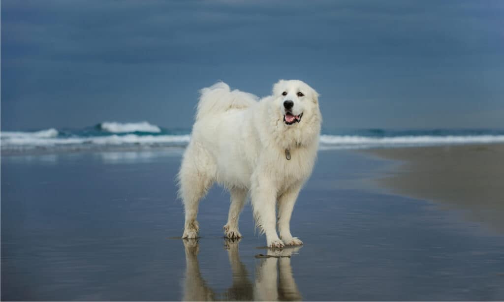 fromm cibo per cani di taglia grande
