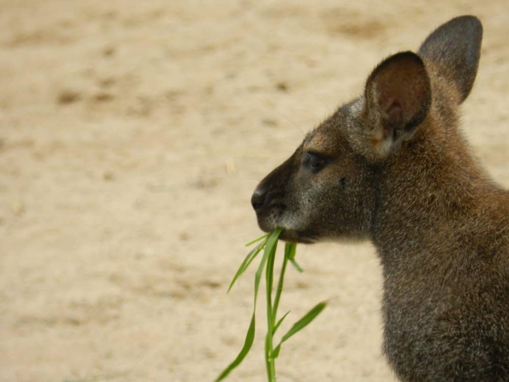 Wallaby nello zoo di Barcellona