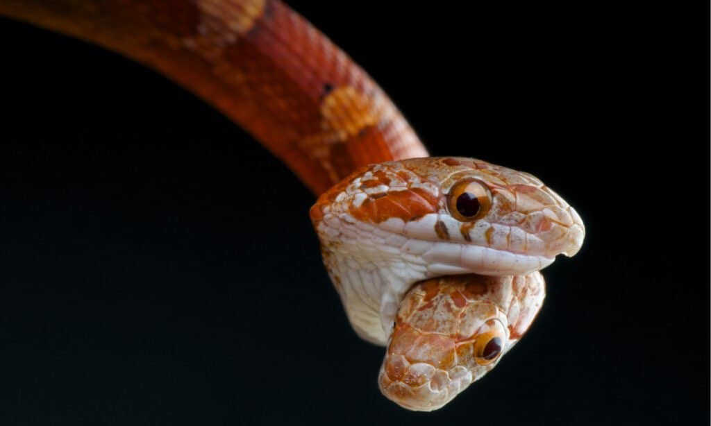 Serpenti a due teste con sfondo nero