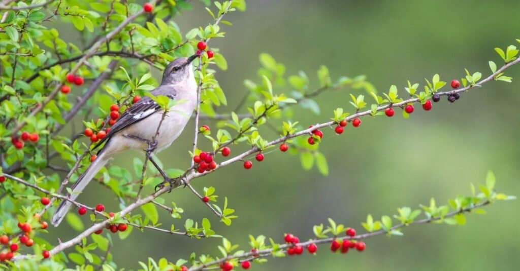 mockingbird in un albero di bacche
