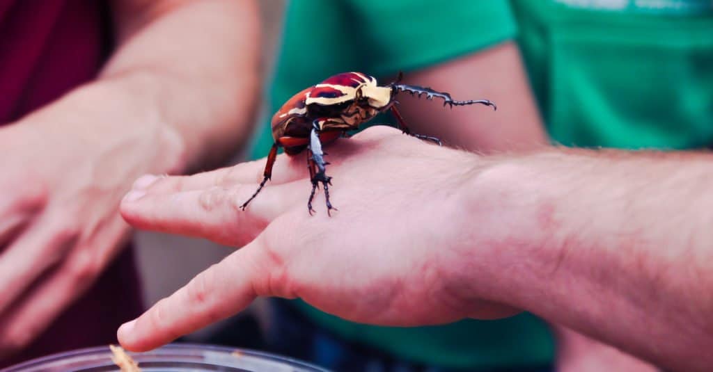 I Più Grandi Insetti - Scarabei Golia