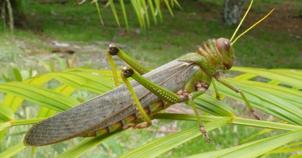I Più Grandi Insetti - Cavallette Tropidacris