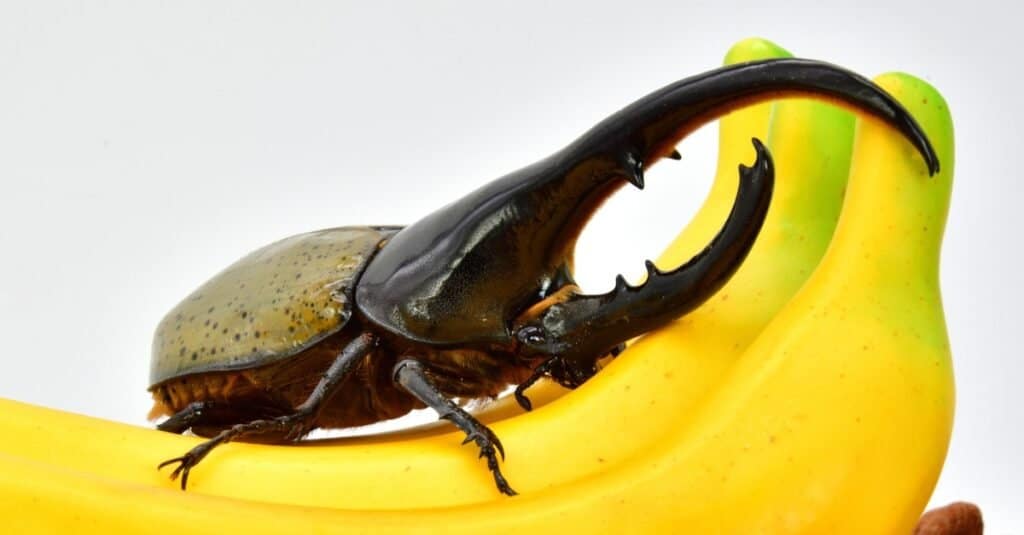 Scarabeo Ercole seduto sulle banane.