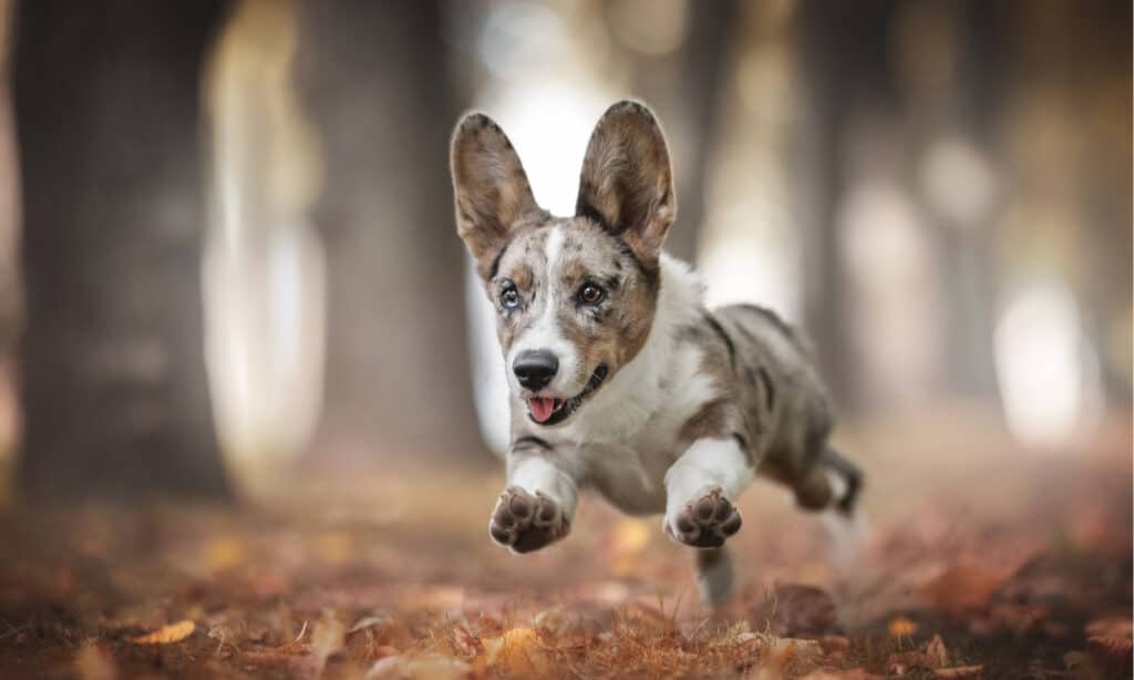 corgi americano vs corgi gallese pembroke